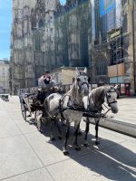Pferdekutsche auf dem Stephansplatz