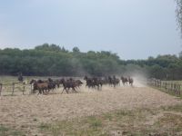 DSCN8023.JPG   auf der Weide