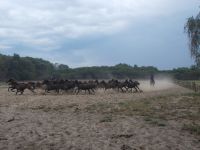 DSCN8024.JPG  im vollen Galopp