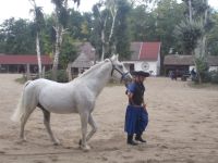 DSCN8031.JPG   der schönste Hengst