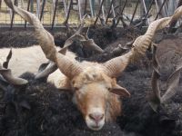 DSCN8049.JPG   seltene Ziegen