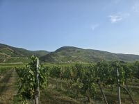 Weingärten bei Dürnstein