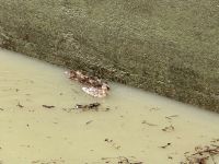 5. Tag – Fahrt nach Dürnstein – Entenfamilie in der Schleuse