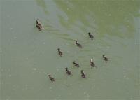 Auf einem Donauseitenarm bei Melk