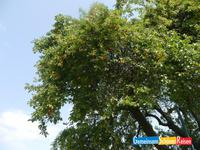 Marillenbaum in DÃŒrnstein