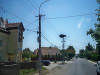 Störche im Donauknie