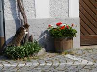 Impressionen von Dürnstein