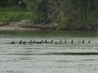Komorane auf der Donau
