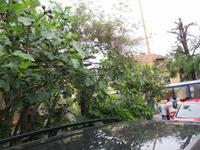 Ein Feigenbaum mit Früchten