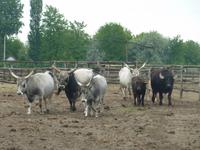 Wasserbüffel und ungarisches Steppenrind