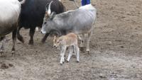 Babybüffel