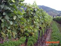 Grüner Veltliner bei DÁrrnstein