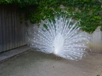 Pfau
