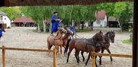 Pferdeshow (10)