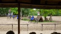 Reitshow