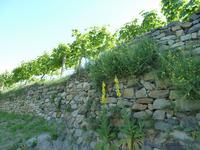 Wachau