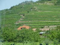 in der Wachau (3)