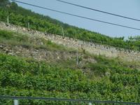 in der Wachau