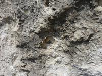 Felsenkirche von Iwanowo- Ein Zahn