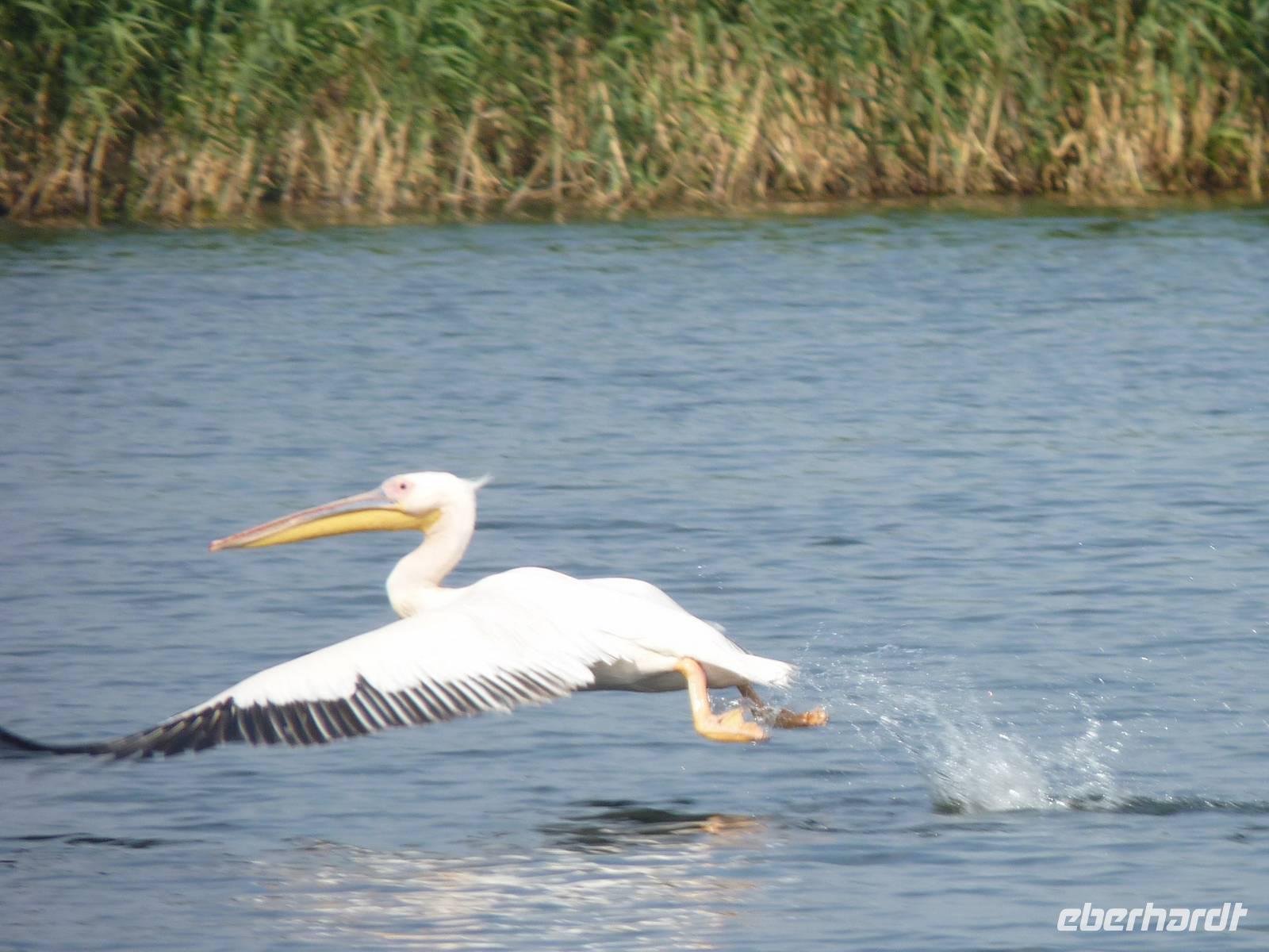 Pelikan im Delta
