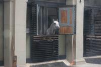 Neugierige Lipizzaner