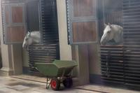 Neugierige Lipizzaner