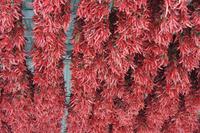 Paprikamuseum Kalosca