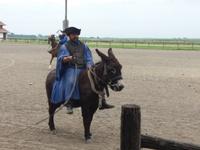 Gestüt in der Puszta