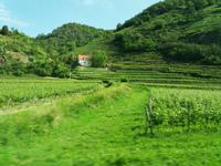 Weinregion Dürnstein