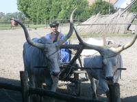  typisches Ochsengespann