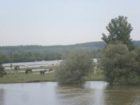  überschwemmtes Weideland im Donauknie