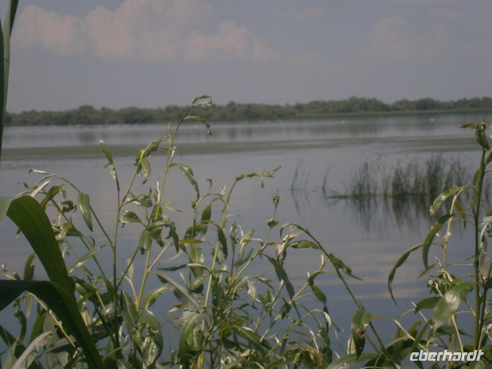 Pelikane in der  Ferne 