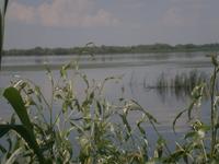 Pelikane in der  Ferne 