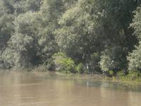  ein Kranich zeigt sich