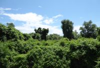 Im Donau-Delta04.JPG