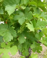 Grüner Veltiner.JPG