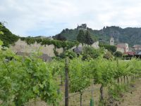 Grüner Veltiner02.JPG