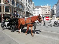 Fiaker gehören zu Wien 