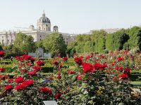 Im Wiener Volksgarten blühen die Rosen