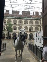 8.5.24 Wien - spanische Hofreitschule