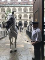 8.5.24 Wien - edle Pferd!!!