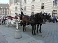 Fiaker gehören zu Wien 