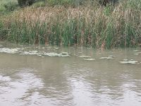 2024 Donaukreuzfahrt: Donaudelta - Natur pur