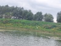 2024 Donaukreuzfahrt: Donaudelta - Reier