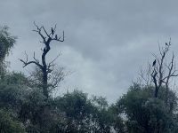 2024 Donaukreuzfahrt: Donaudelta  - Kormorane