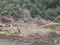 2024 Donaukreuzfahrt: Donaudelta - Reiher