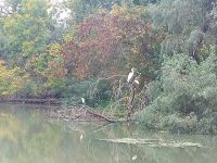 2024 Donaukreuzfahrt: Donaudelta - Natur pur