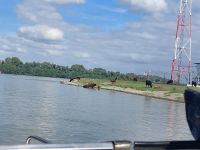 2024 Donaukreuzfahrt: Donaudelta - Mündung in Hauptdonau, vorne ukrainisches Ufer