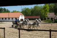 Lipizianer als Gespann