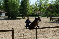 Die Pferde gehorchen